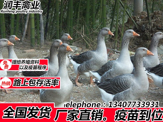 1587727216243351.jpg 32.jpg