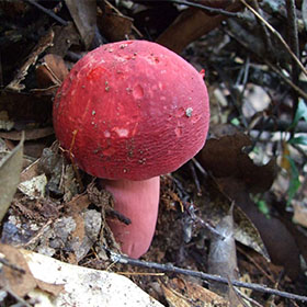 1588509255350415.jpg c4.jpg