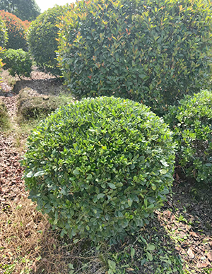 1760498781300973.jpg 海桐球,冠幅120-180cm (1).jpg