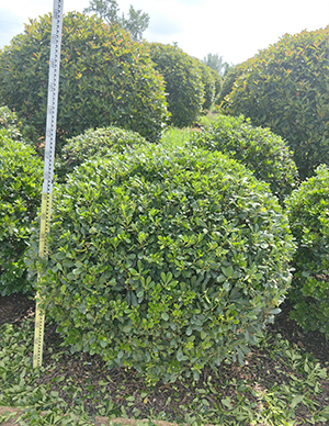 1760498796984854.jpg 海桐球,冠幅120-180cm (5).jpg