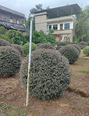 1760498832665776.jpg 红花继木球 (2).jpg