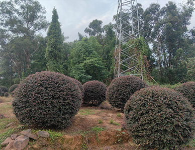 1760498839268461.jpg 红花继木球 (4).jpg