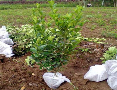 1762323933554199.jpg 大叶黄杨苗 (2).jpg