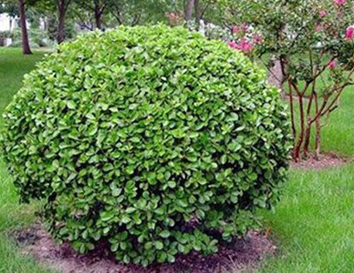 1762323941332538.jpg 大叶黄杨球 (1).jpg